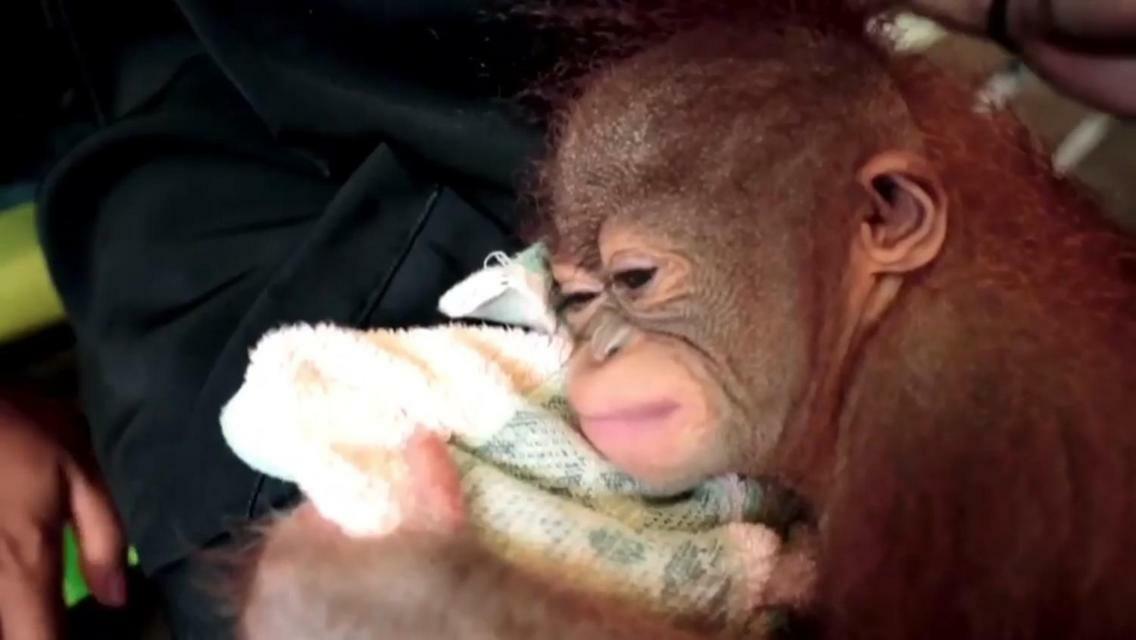 Orangutan Shaka Houseboat With Cabin بانكالان بون المظهر الخارجي الصورة