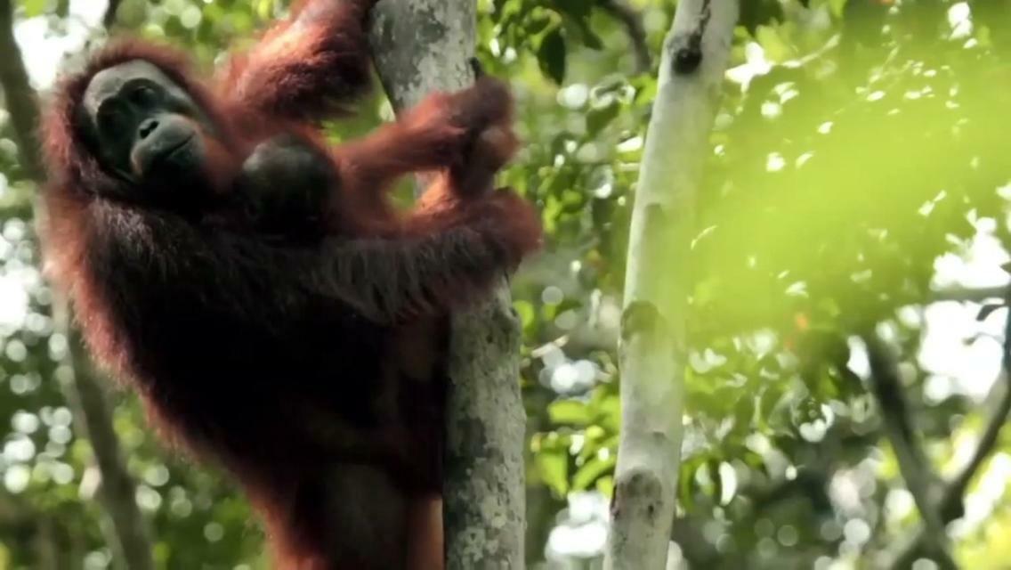 Orangutan Shaka Houseboat With Cabin بانكالان بون المظهر الخارجي الصورة