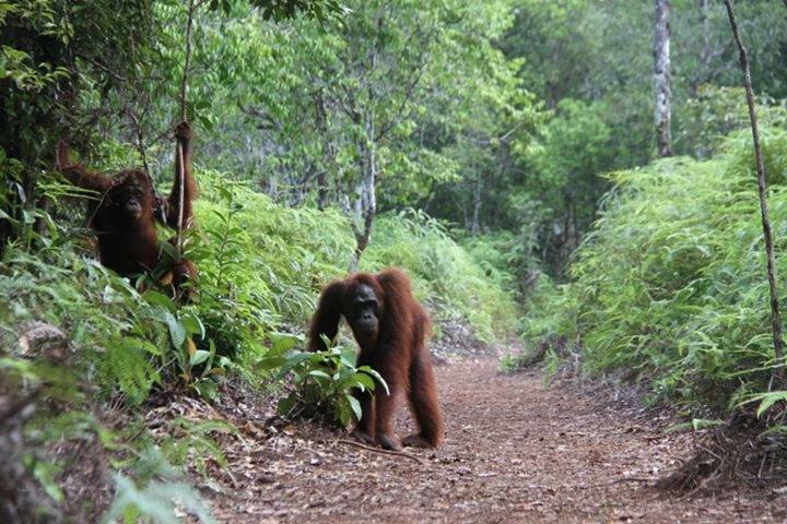Orangutan Shaka Houseboat With Cabin بانكالان بون المظهر الخارجي الصورة
