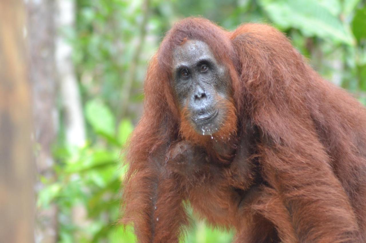 Orangutan Shaka Houseboat With Cabin بانكالان بون المظهر الخارجي الصورة