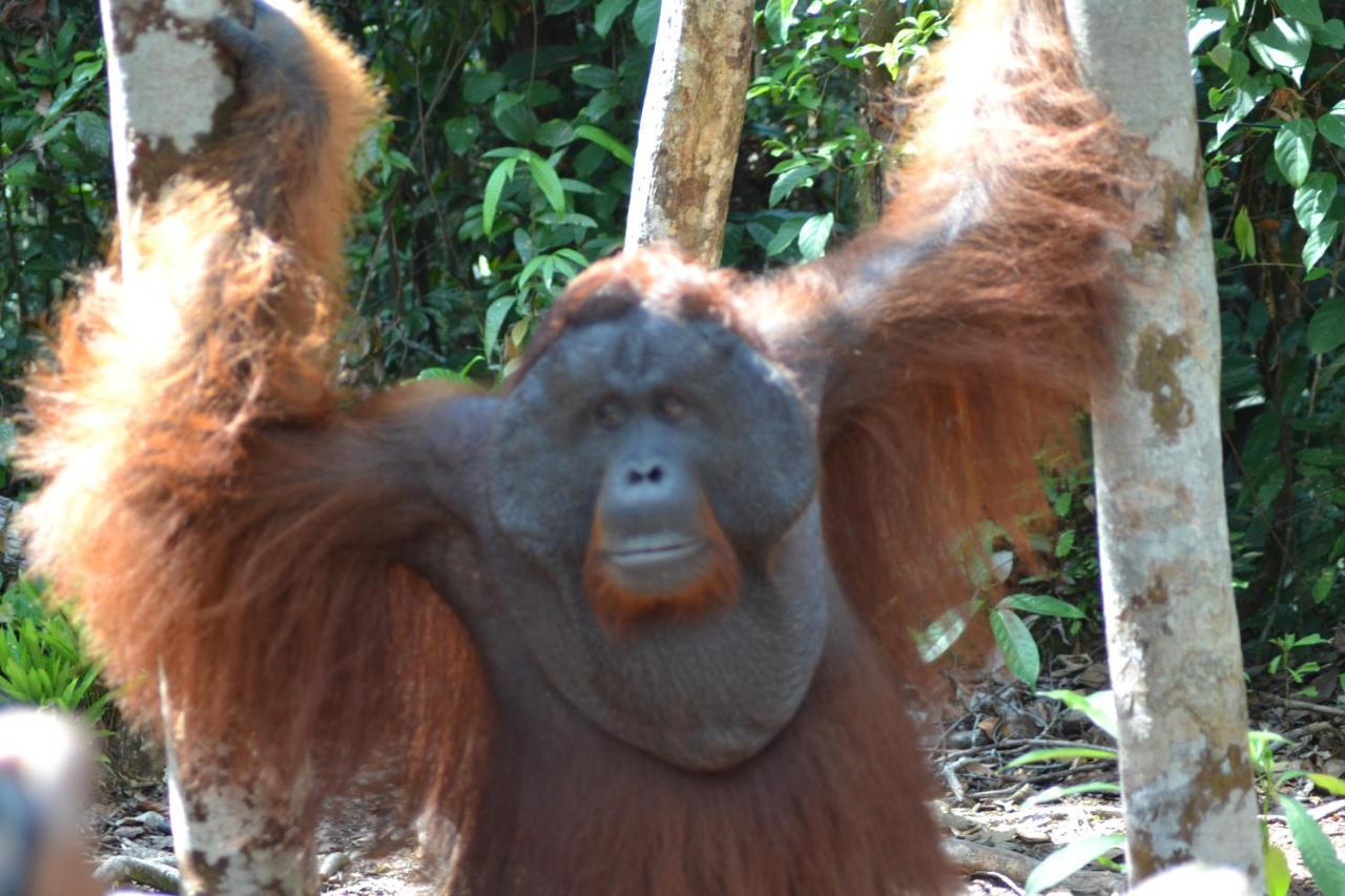 Orangutan Shaka Houseboat With Cabin بانكالان بون المظهر الخارجي الصورة