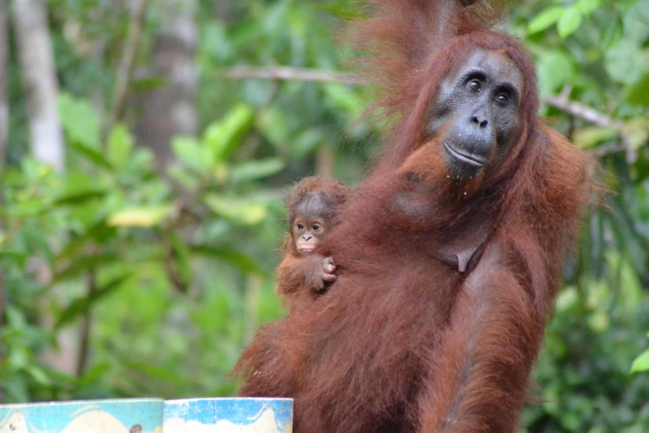Orangutan Shaka Houseboat With Cabin بانكالان بون المظهر الخارجي الصورة