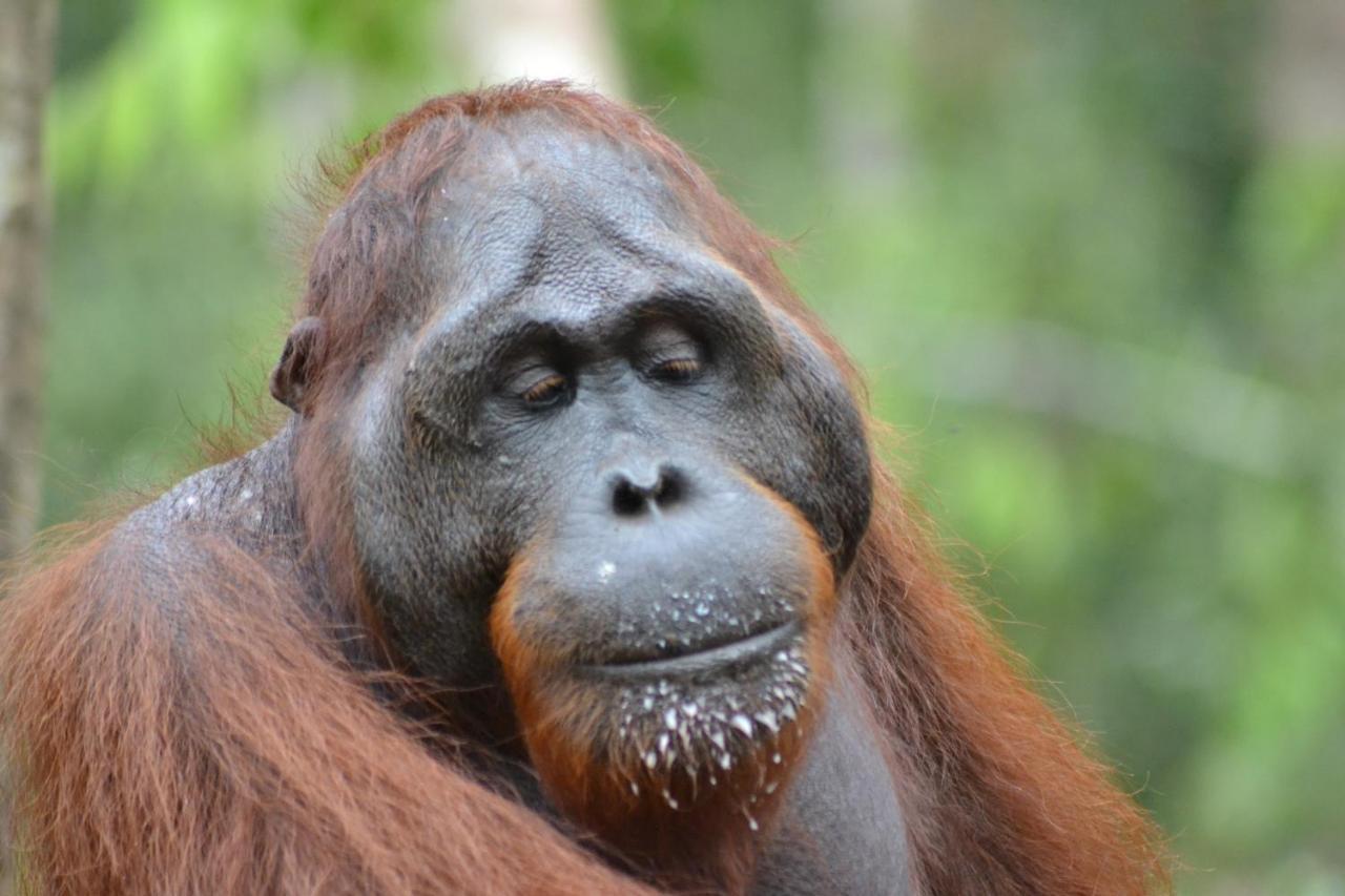 Orangutan Shaka Houseboat With Cabin بانكالان بون المظهر الخارجي الصورة